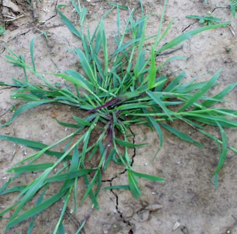 creeping weeds identification