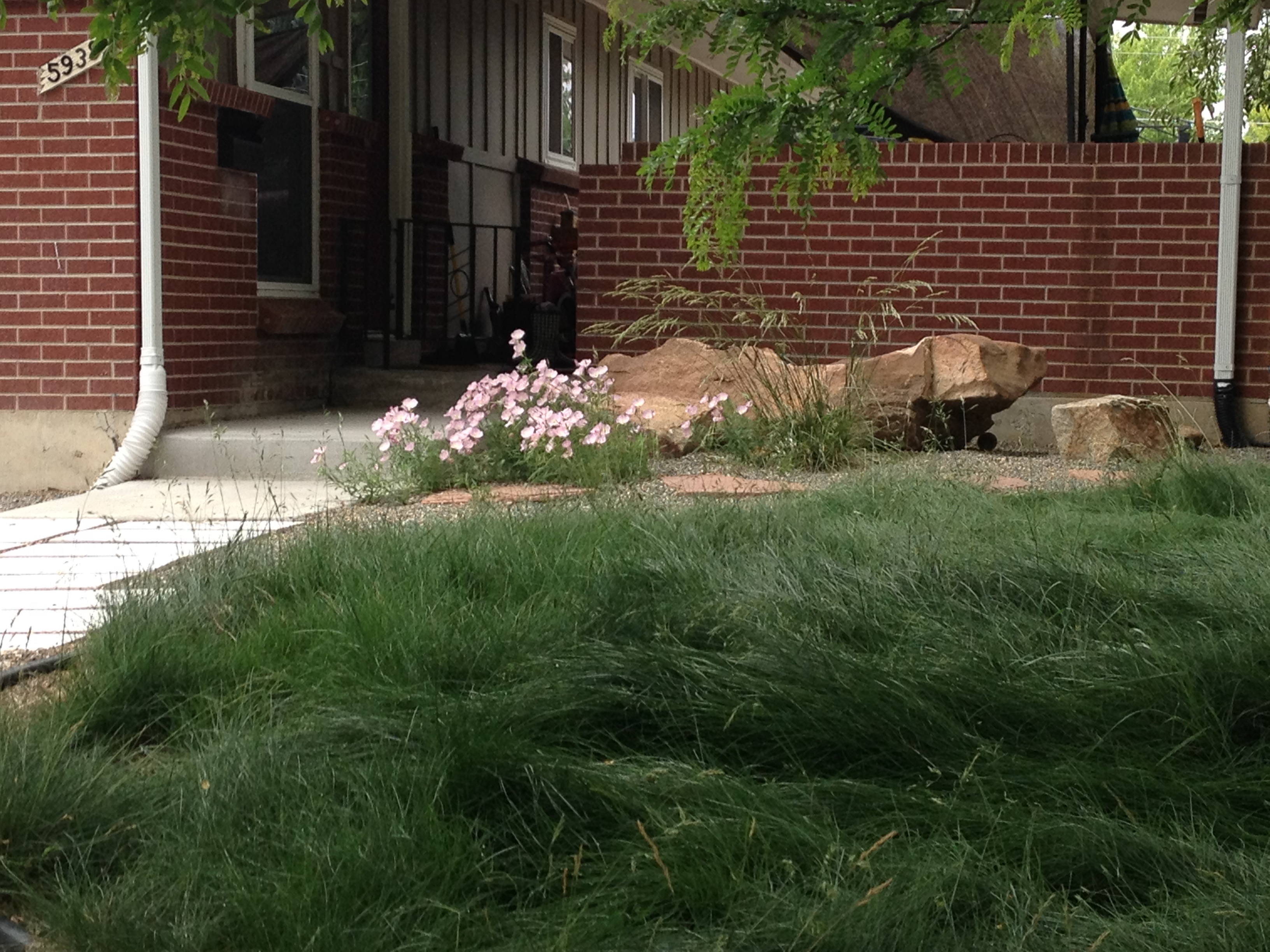 Centennial, Colorado EcoLawn Photos