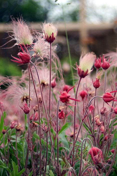 Geum Deer Resistant?