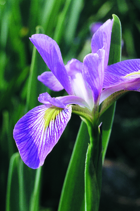 The Iris Flower