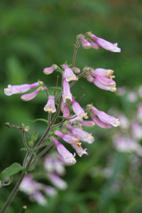 Penstemon hirsutus - Hairy Beardtongue