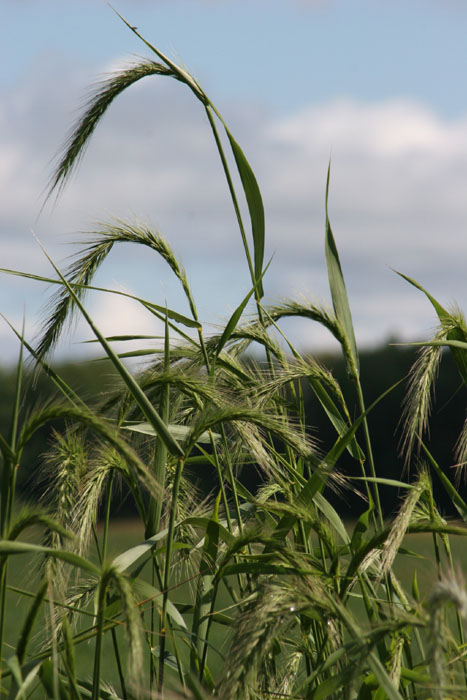 Canada shop wild rye
