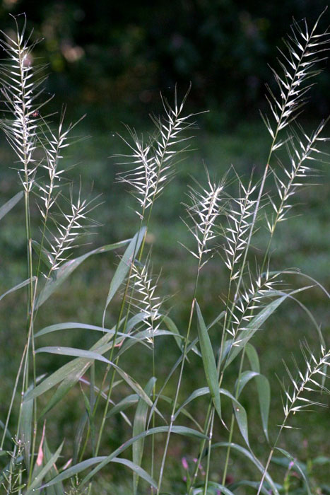 Elymus hystrix Bottlebrush Grass
