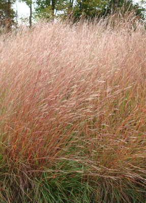 Schizachyrium scoparium on sale
