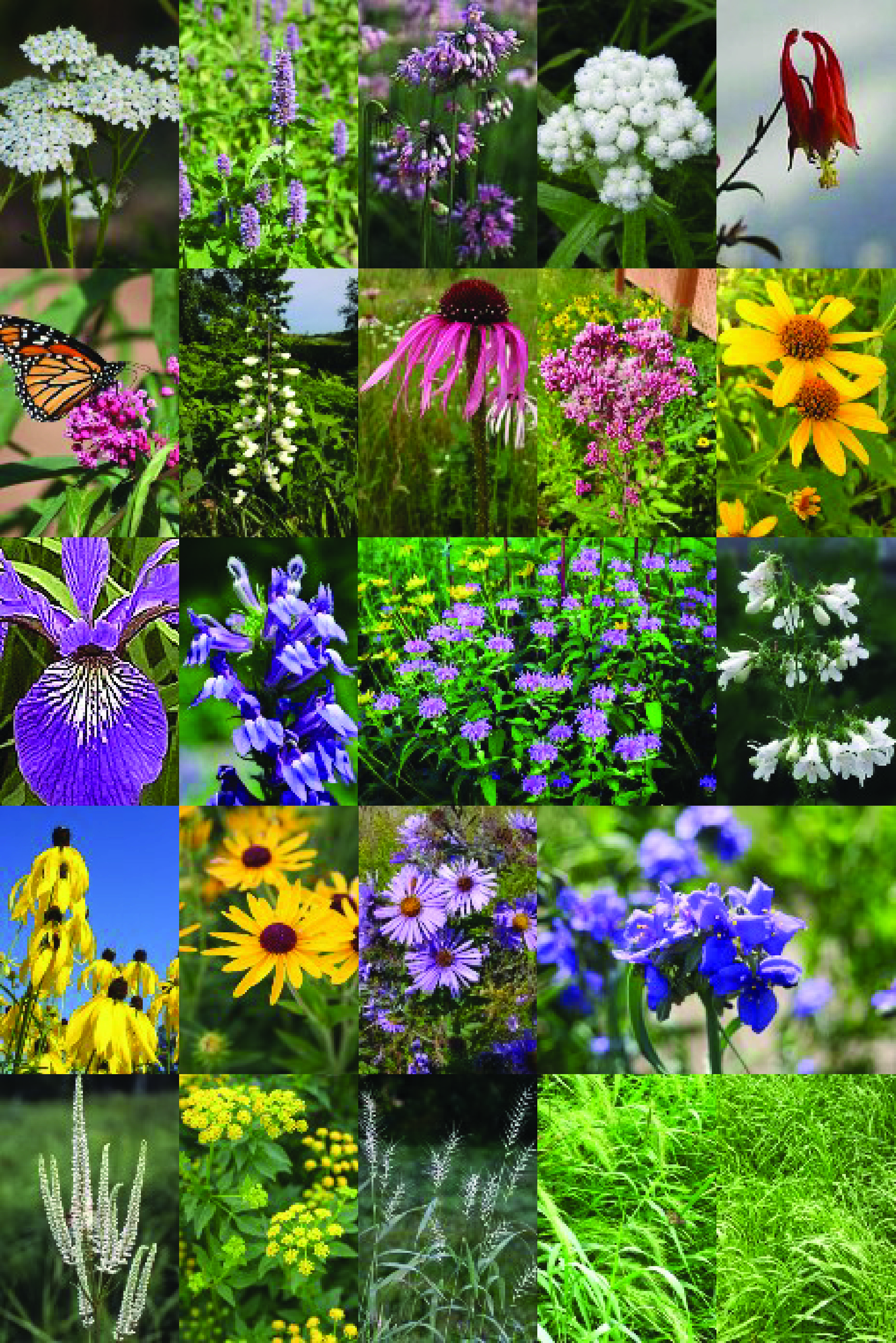 Deer Resistant Perennial Seed Assortments Deer Resistant Wildflower