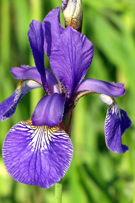 Iris versicolor - Blue Flag Iris