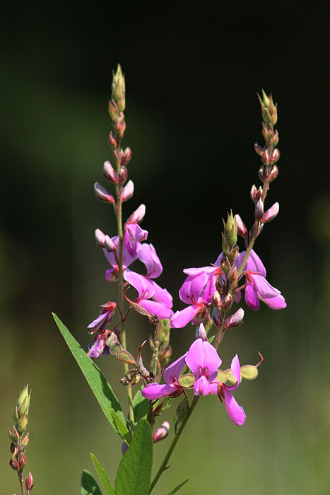 Desmodium canadense - Canada Tick Trefoil
