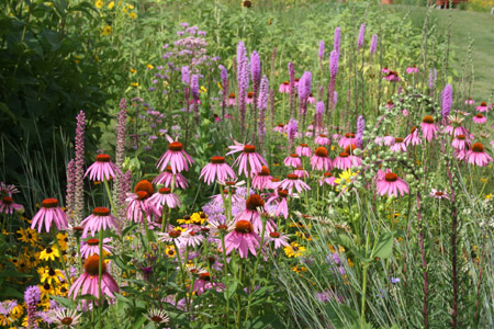 Designing a Dreamy Wildflower Garden You Can Maintain