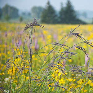 Planting for Pollinators: Establishing a Wildflower Meadow from Seed [fact  sheet]