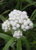 Anaphalis margaritacea - Pearly Everlasting