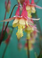 Aquilegia canadensis - Wild Columbine