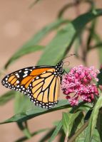 Asclepias incarnata - Red Milkweed