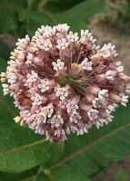 Asclepias syriaca - Common Milkweed