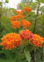 Asclepias tuberosa - Butterflyweed