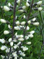 Baptisia alba - White False Indigo