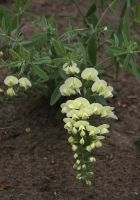Baptisia bracteata - Cream False Indigo
