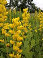 Baptisia sphaerocarpa - Yellow Wild Indigo