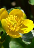 Caltha palustris - Marsh Marigold