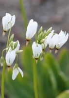 Dodecatheon meadia - Shooting Star