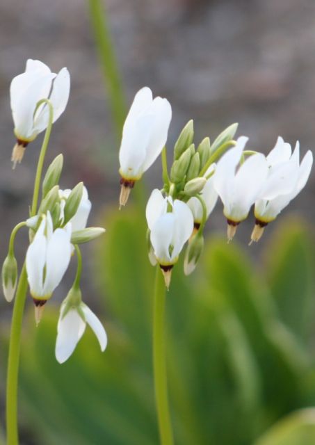 Dodecatheon meadia - Shooting Star