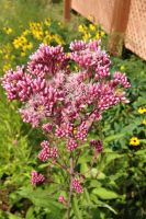 Eupatorium maculatum - Joe Pye Weed