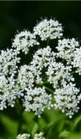 Eupatorium perfoliatum - Boneset