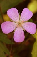 Geranium maculatum - Wild Geranium