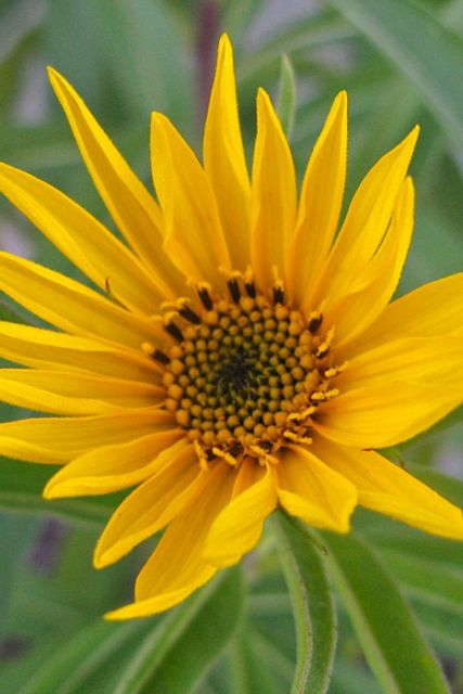 Helianthus maximiliani - Maximilian's Sunflower
