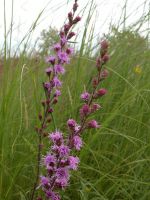 Liatris aspera - Rough Blazingstar