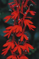 Lobelia cardinalis - Cardinal Flower