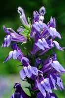 Lobelia siphilitica - Great Blue Lobelia