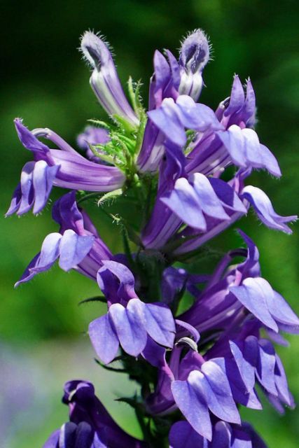 Lobelia siphilitica - Great Blue Lobelia