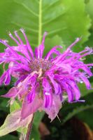 Monarda fistulosa - Bergamot