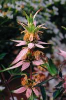 Monarda punctata - Dotted Mint