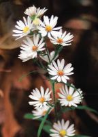 Oligoneuron album - White Aster