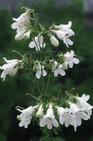 Penstemon digitalis - Smooth Penstemon