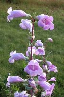 Penstemon grandiflorus - Beardtongue