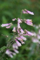 Penstemon hirsutus - Hairy Beardtongue