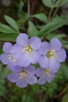 Polemonium reptans - Jacob's Ladder