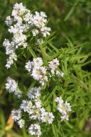 Pycnanthemum virginianum - Mountain Mint