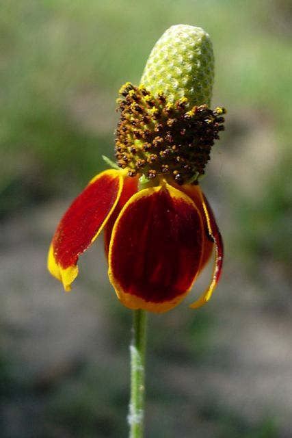 Ratibida columnifera - Prairie Coneflower