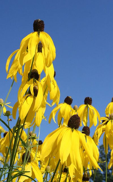Ratibida pinnata - Yellow Coneflower