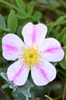 Rosa arkansana - Wild Rose