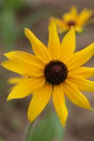 Rudbeckia hirta - Black-eyed Susan