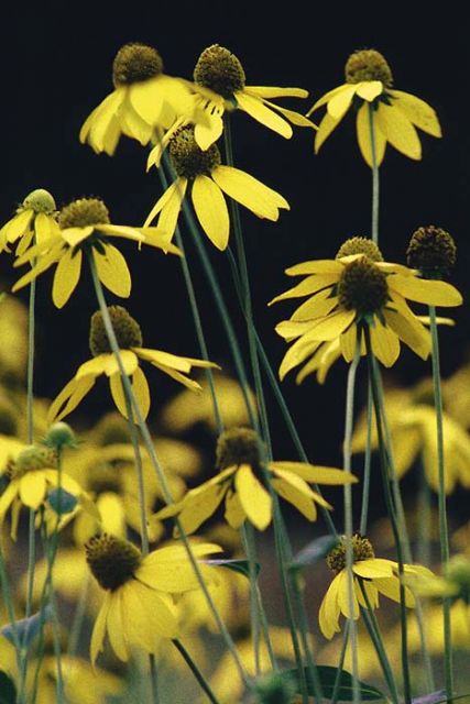 Rudbeckia laciniata - Green-headed Coneflower