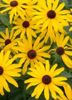 Rudbeckia subtomentosa - Sweet Black-eyed Susan