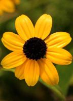 Rudbeckia triloba - Branched Coneflower