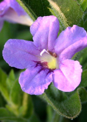 Michigan Wildflower Farm Ruellia humilis Wild Petunia