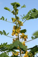 Senna hebecarpa - Wild Senna