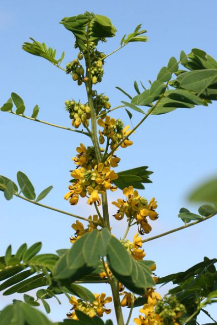 Senna hebecarpa - Wild Senna